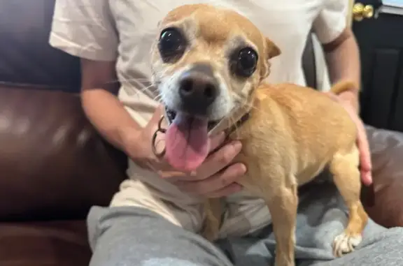 Found Dog on Broadway in Greenlawn