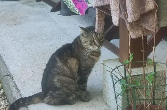 Chatte européenne trouvée à Angoulême - photo