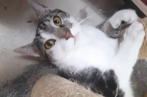 Chat perdu, , photo: Chat européen mâle perdu à Moivrons