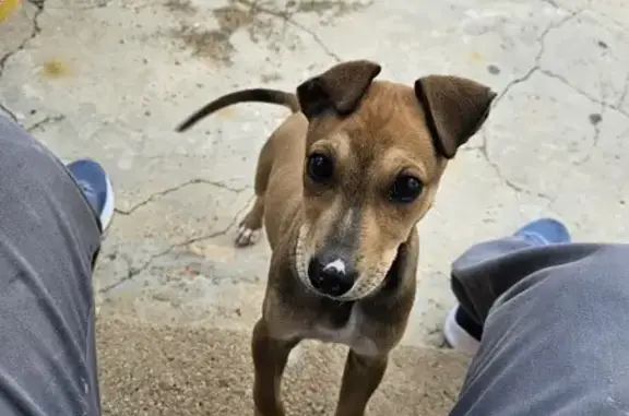Buscamos Hogar Amoroso para Ca...
