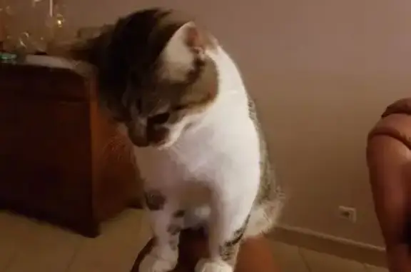 Animaux perdus Salaise-sur-Sanne, photo: Chatte tricolore disparue à Salaise-sur-Sanne