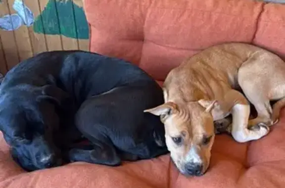 Chien trouvé , photo: Deux chiens trouvés à Chazay-d'Azergues