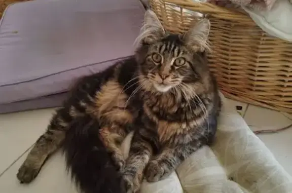 Animaux perdus , photo: Chat perdu à Eyraud-Crempse-Maurens