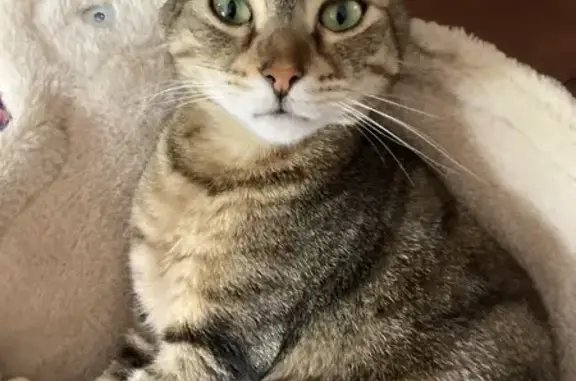 Chatte tigrée disparue à Rambouillet - photo
