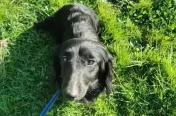 Chien perdu Lormont, photo : Teckel noir perdu à Lormont, craintif
