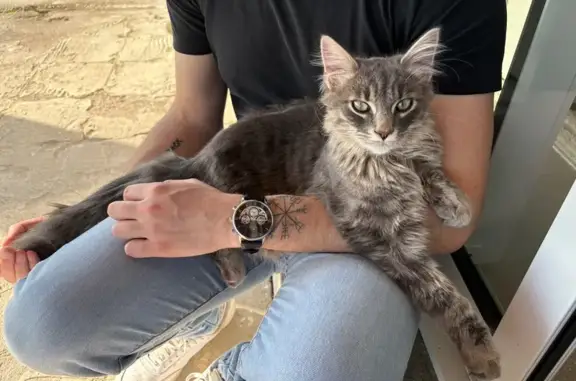 Animaux trouvés Saint-Berain-sous-Sanvignes, photo: Chat trouvé chez nous à Saint-Berain