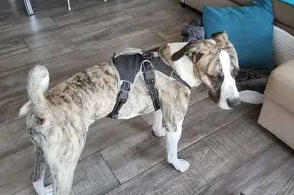 Chien trouvé , photo: Chien Cane Corso fauve trouvé à Fleury
