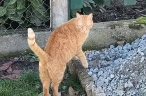 Chat perdu, Yzeure, photo: Chat roux craintif perdu à Yzeure