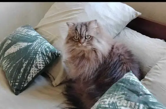 Chat persan perdu à Rosny-sur-Seine - photo