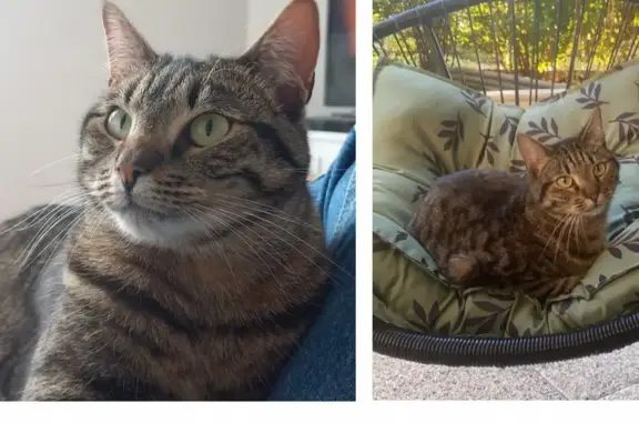 Animaux perdus , photo: Chat tigré disparu à Poisat