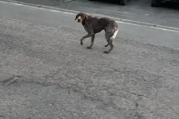 Chien trouvé tâche marron Maisnil-lès-Ruitz - photo