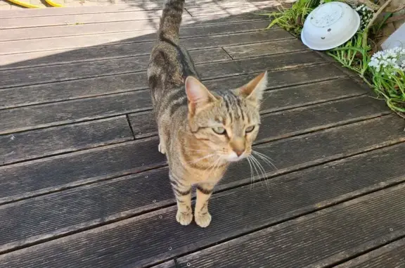 Chat trouvé Carpentras, photo: Chatte tigrée câline trouvée à Carpentras