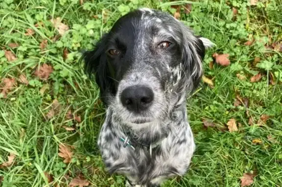 Animaux perdus , photo: Setter anglais noir et blanc perdu à Monsempron