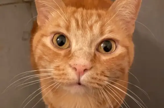 Chat perdu, Bubry, photo: Chat roux mâle disparu à Bubry