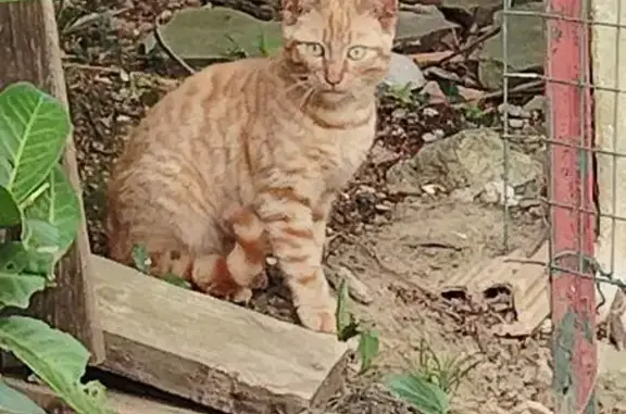 Chat trouvé Sare, photo: Chaton orange trouvé à Sare, Plaza 11