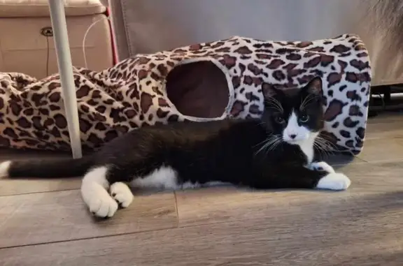 Chat perdu, Tours, photo: Chat perdu : Ziago noir et blanc, Tours