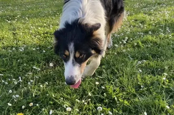 Chien trouvé désorienté à Trie-sur-Baïse - photo