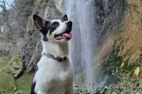 Chien perdu près du pont de Cognin - photo