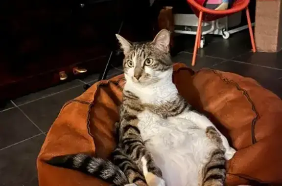 Animaux perdus Bordeaux, photo: Chat perdu : Maurice, gris blanc marron
