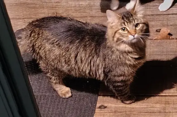 Friendly Tabby Found Near E Walnut St