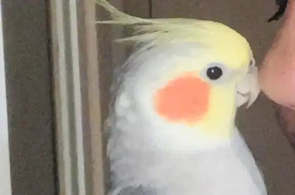 Lost 5-Year-Old Tame Bird in B...