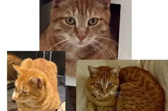 PERDU : Chat roux mâle à Dreux - photo