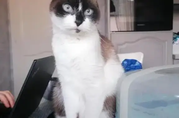 Animaux perdus Créhange, photo: Chat perdu tricolore femelle à Créhange