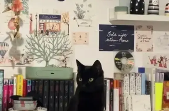 Chat perdu, Soustons, photo: Chat noir perdu, collier rose, Soustons