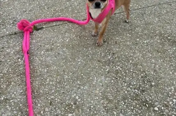 Chien perdu Sarcelles, photo : Chihuahua marron-blanc perdu à Sarcelles