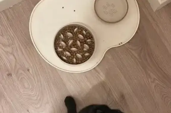 Chatte noire disparue à Rennes - photo