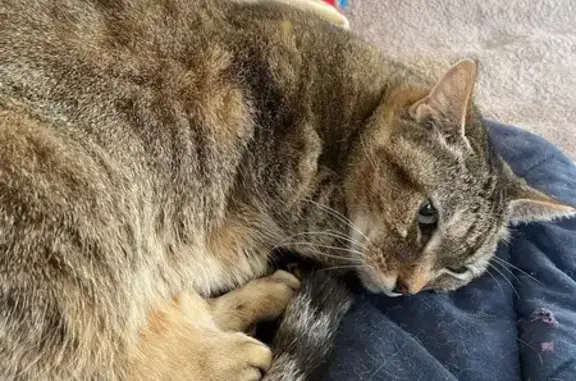 Chatte tigrée disparue à Villette - photo