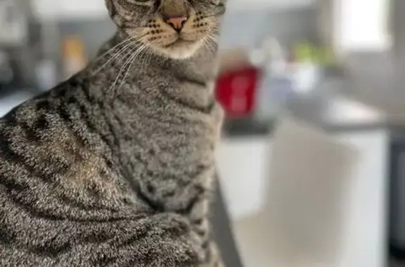 Chat tigré gris perdu à Élancourt - photo