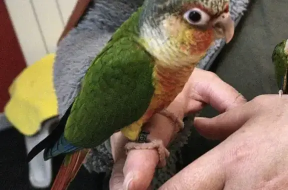 Oiseau perdu à Plurien, aide recherchée - photo