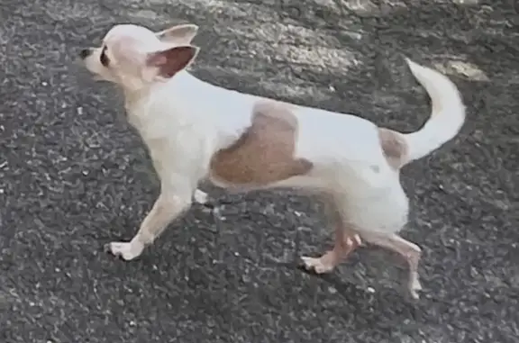 Chien blanc tacheté marron perdu à Cannes - photo