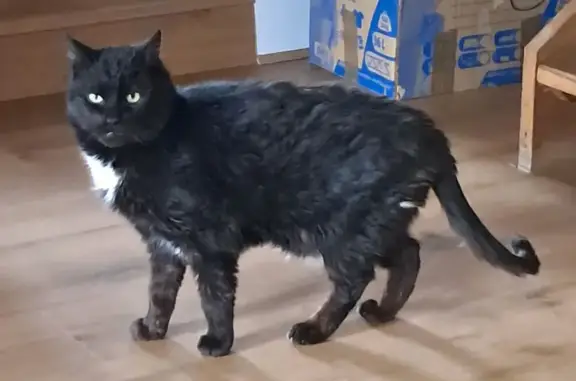 Chat perdu, , photo: Yuki, chat noir 15 ans disparu