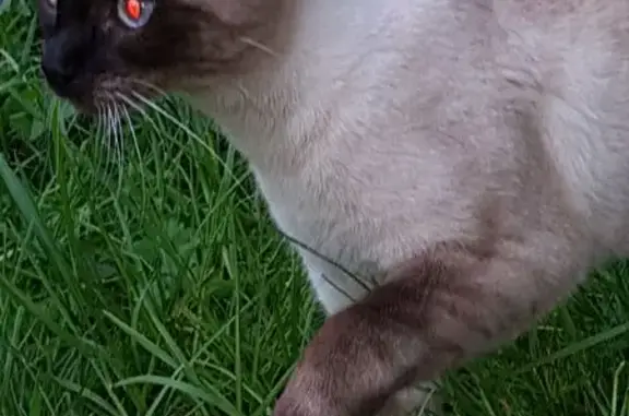 Chat trouvé Juvisy-sur-Orge, photo: Chatte siamoise trouvée à Juvisy-sur-Orge