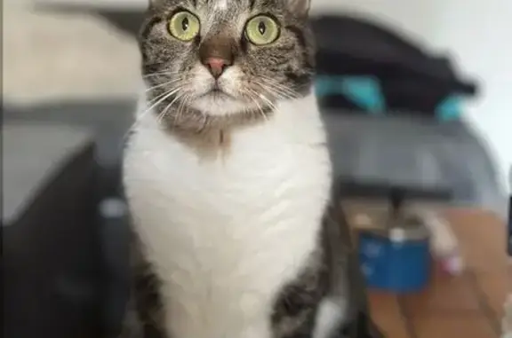 Chat perdu, taches blanches, Dieulouard - photo
