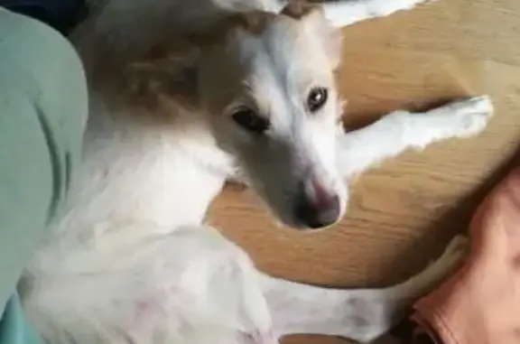 Chien trouvé , photo: Chien trouvé : Basko, blessé mais soigné