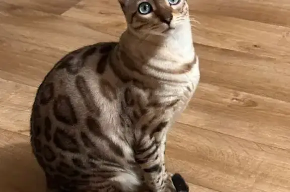 Chat perdu, Vernouillet, photo: Caramel, chat bengal 2 ans perdu Vernouillet
