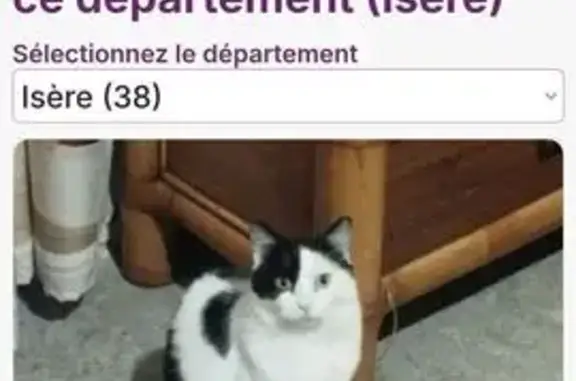 Animaux perdus , photo: Chatte noire & blanche perdue à Porcieu