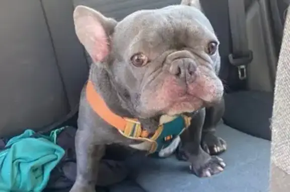 Chien trouvé Tours, photo: Bouledogue mâle trouvé, harnais bleu/orange