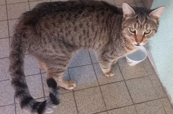 Jeune chat maigre trouvé à Herbault - photo