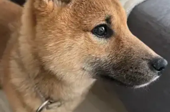 Chien perdu Cournon-d'Auvergne, photo : Shiba Inu roux perdu à Cournon-d'Auvergne