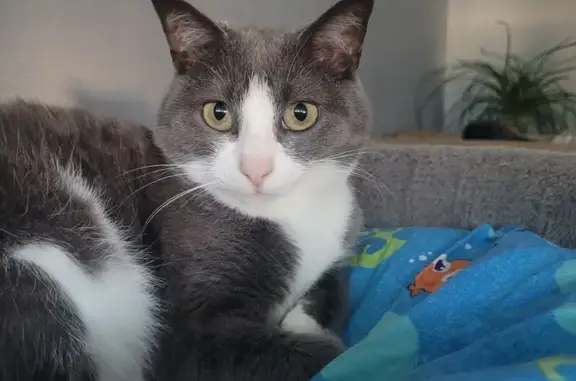 Chatte grise et blanche perdue à Longvic - photo