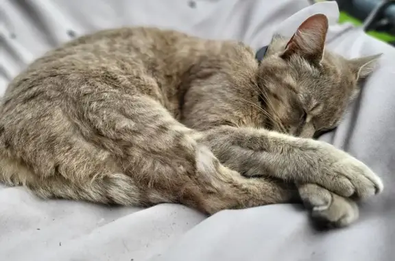 Chat perdu, , photo: Perle, chatte grise perdue à Chélan
