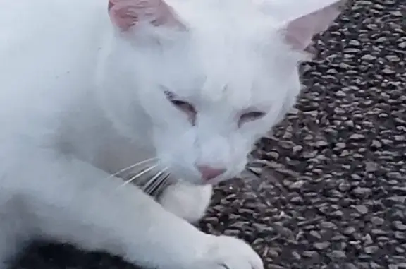 Chat perdu, Nouvelle-Aquitaine, photo: Chat blanc trouvé près de Lagord