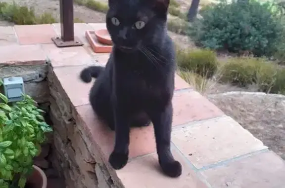 Animaux perdus Grenoble, photo: Chatte noire disparue à Grenoble