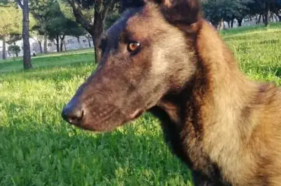 Adopta a Bella: Joven Pastor B...