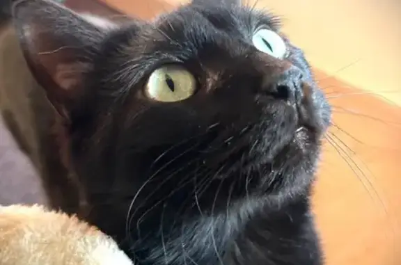 Chat perdu, Crolles, photo: Pilou, chatte handicapée disparue à Crolles