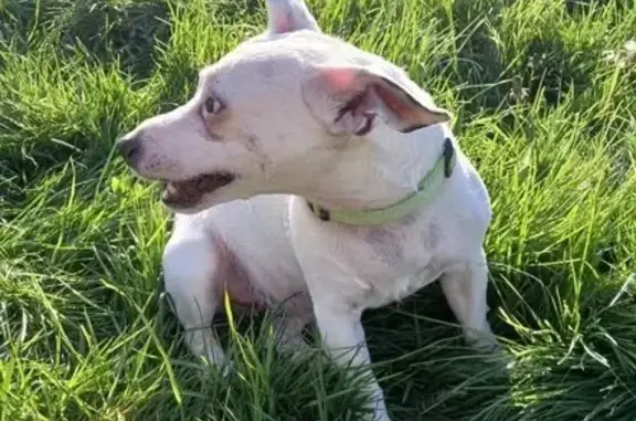 Animaux perdus , photo: Chien croisé volé, récompense offerte